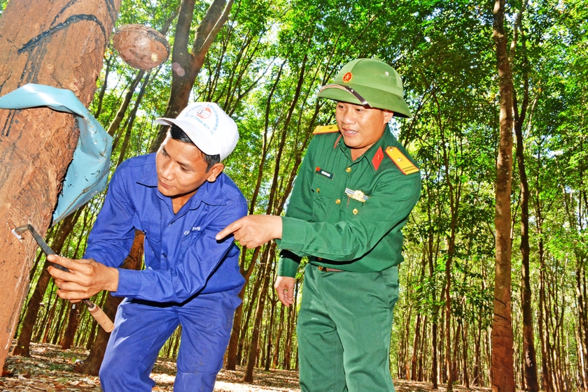  Ấm no theo những vườn cao su - Kỳ 2: Đánh thức “mỏ vàng” trên đất Tây Nguyên 